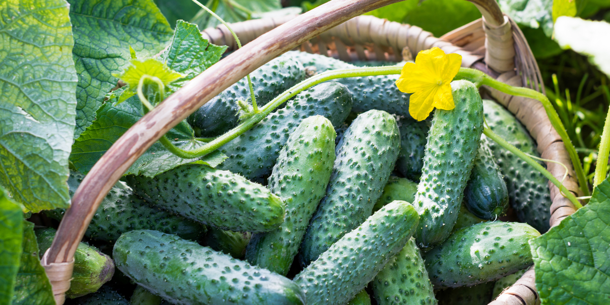 secrets to growing cucumbers