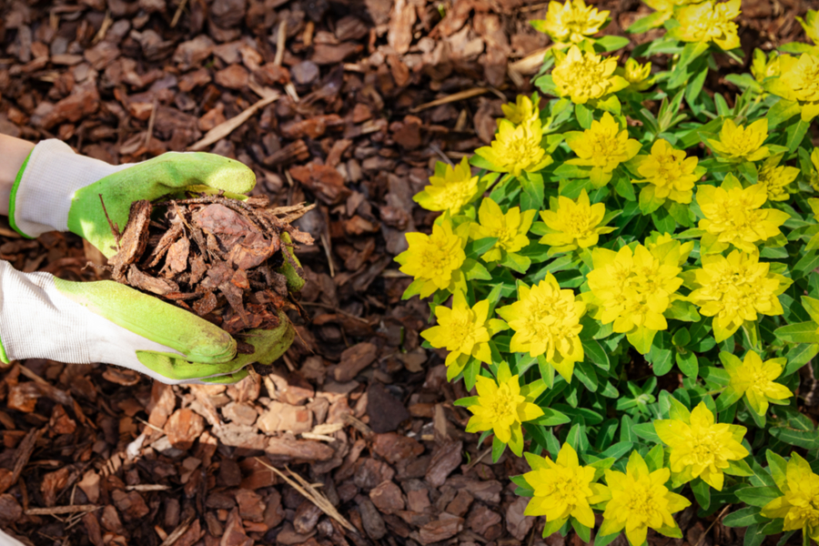 Mit Mulch Unkraut aus Blumenbeeten fernhalten