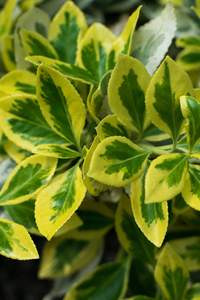 evergreen shrub varieties