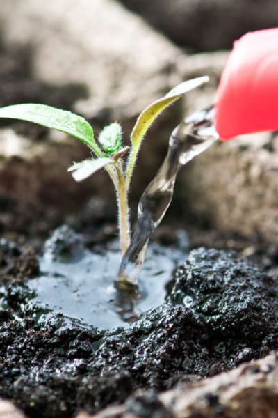 watering indoors