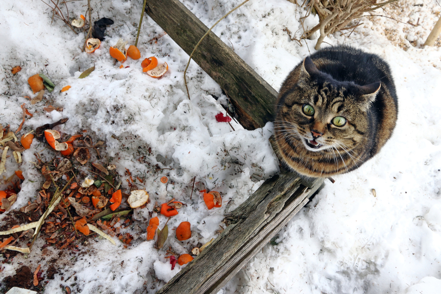 winter composting 