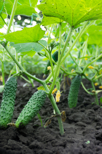 growing luffa plants