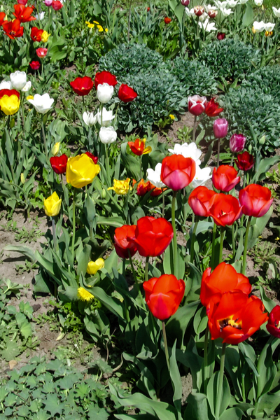 how to eliminate weeds from flowerbeds