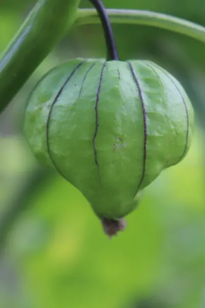 growing tomatillos