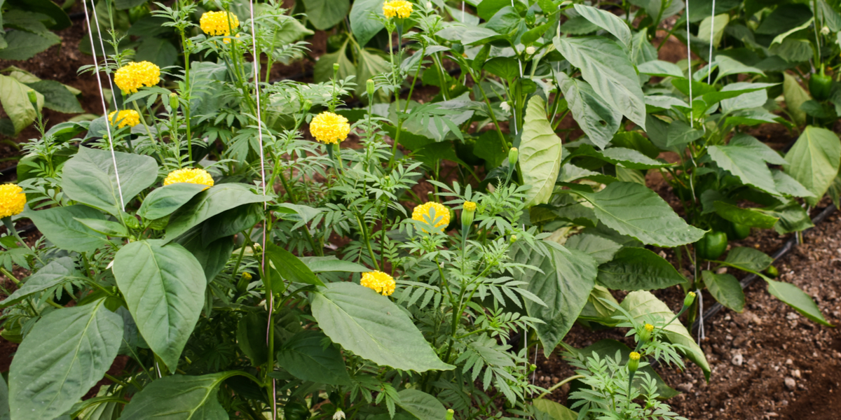 how to use companion planting