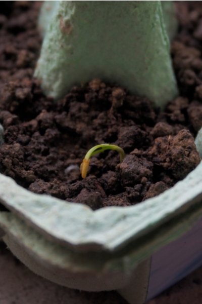 starting seeds in recycled containers