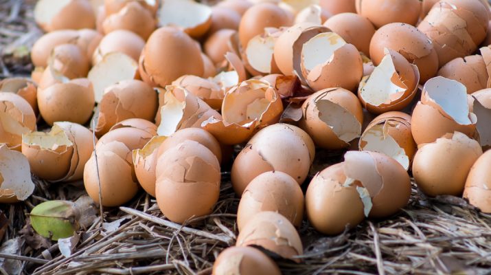 how-to-use-egg-shells-to-power-your-vegetable-plants-flowers