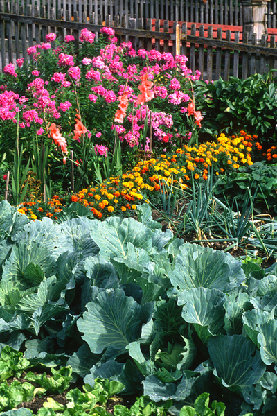 vegetable garden and flowers