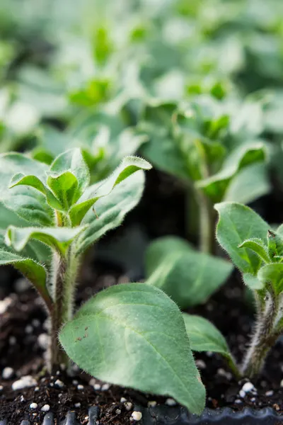 flower seedlings