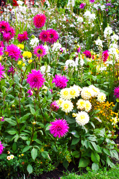 How to prevent weeds from growing in flower beds
