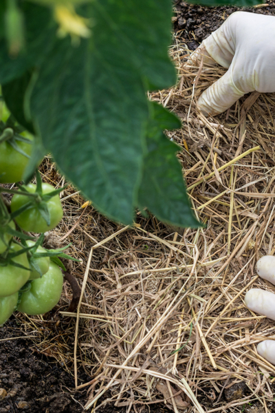 Straw in the vegetable garden