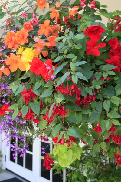 hanging baskets annuals