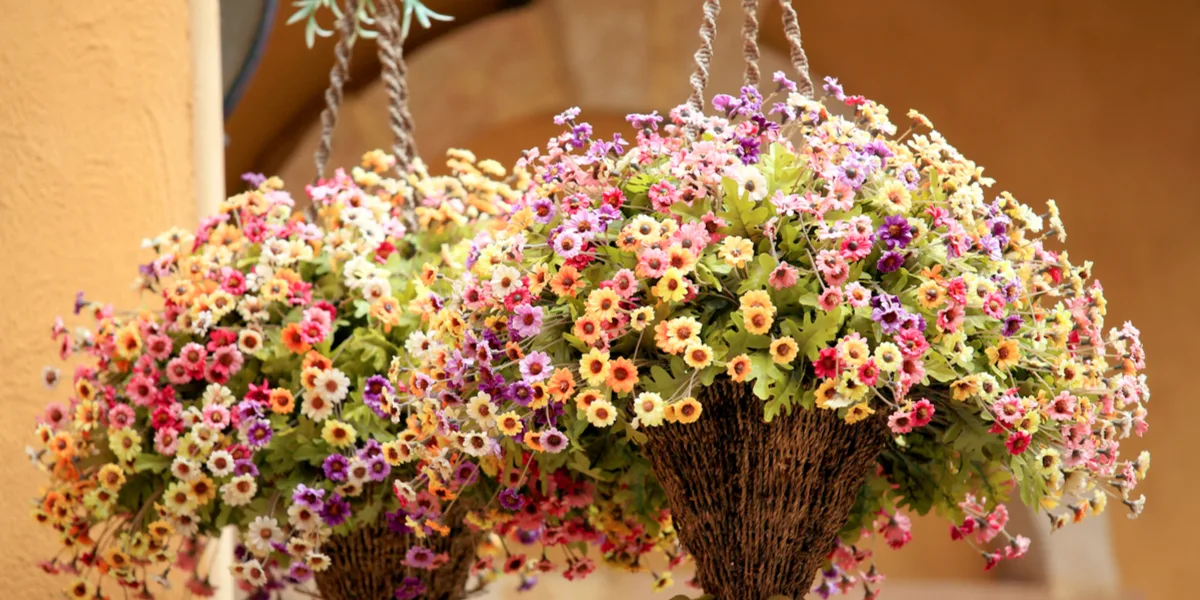 hanging baskets from seed