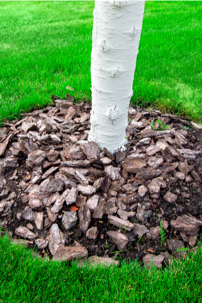 Flax mulch, one of the brightest plant mulches for the garden