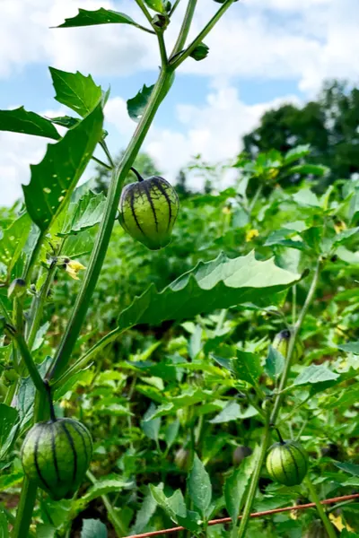 growing tomatillos