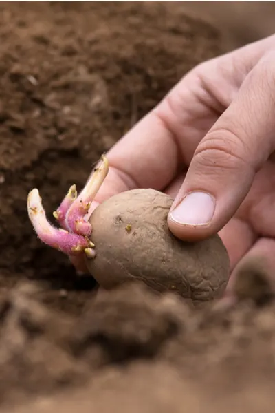 planting potatoes