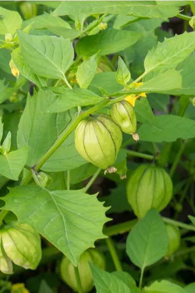 growing tomatillo plants