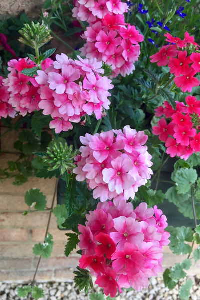 3 Great Trailing Plants For Hanging Baskets, Containers ...