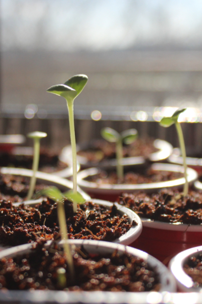 starting seeds in yogurt cups