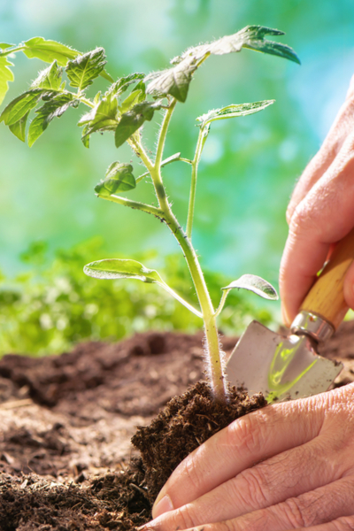 How To Use Egg Shells To Power Your Vegetable Plants Flowers