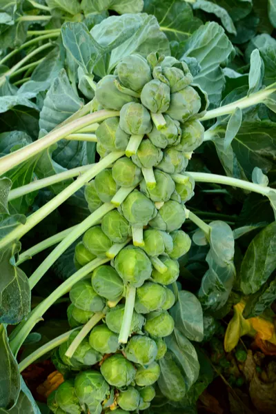 how to grow brussels sprouts