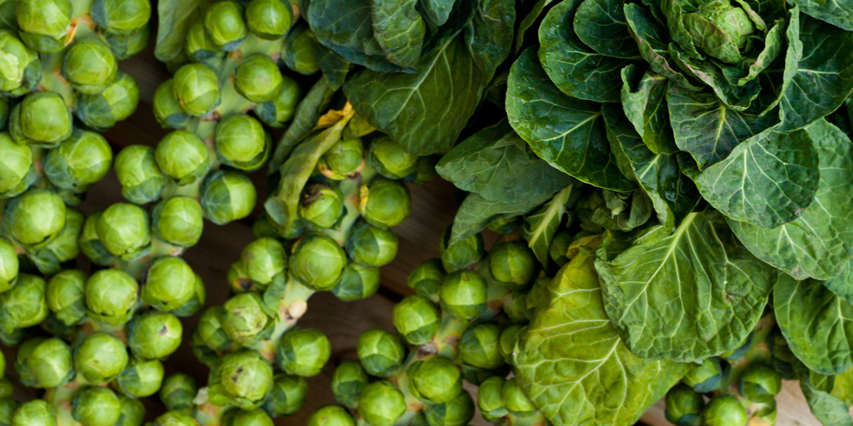 how to grow brusells sprouts