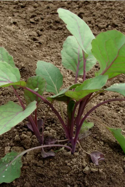 planting purple brussels sprouts