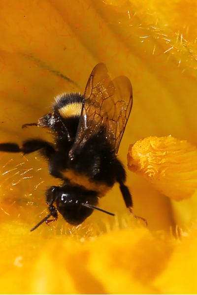 bees and pollination
