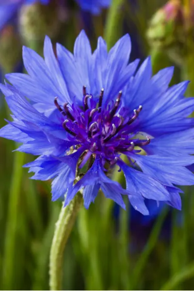 cornflowers