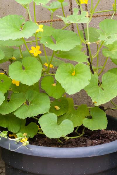 growing cucumbers in containers