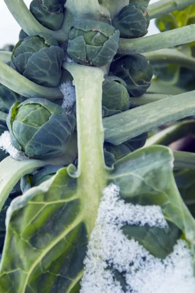 grow brussels sprouts