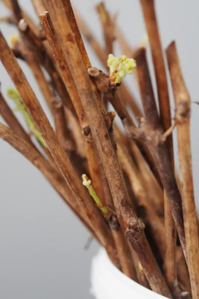 planting grapes - bare root plants