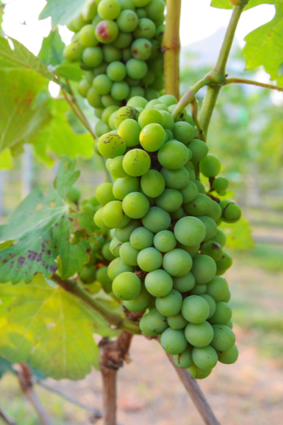 Growing Grapes How To Plant Maintain Grape Vines
