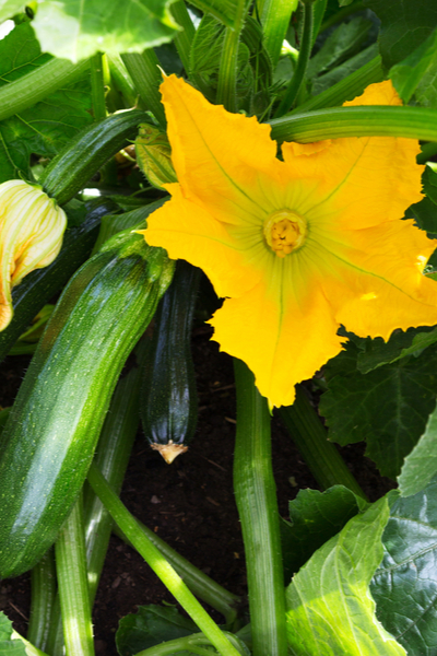secrets to growing zucchini