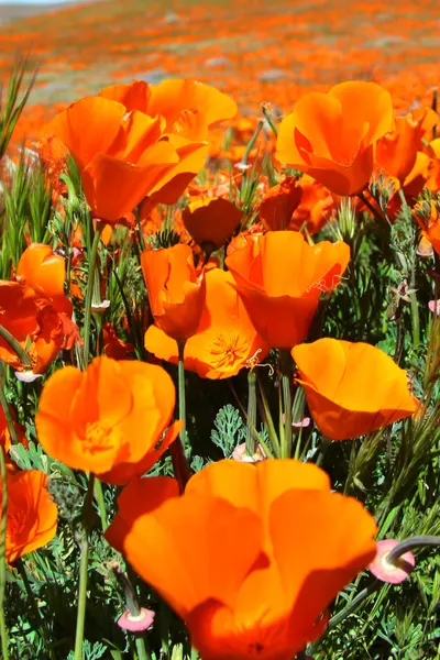 unique flowers california poppies