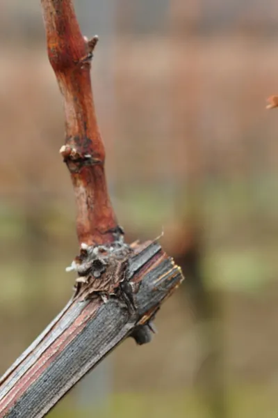 pruning old growth