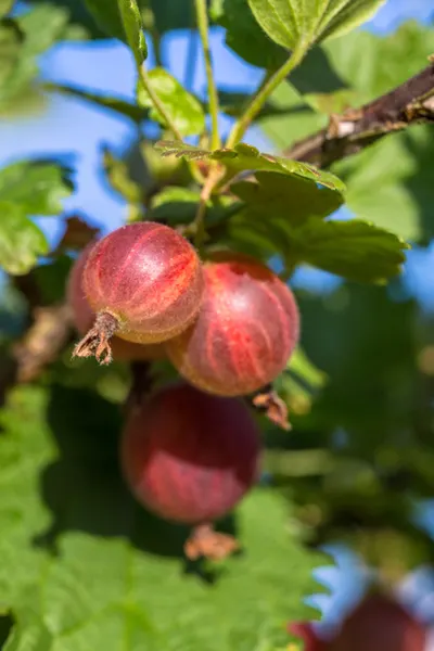 how to plant gooseberry bushes