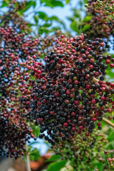 growing elderberries