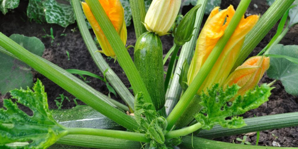 tips-to-grow-zucchini-archives-this-is-my-garden