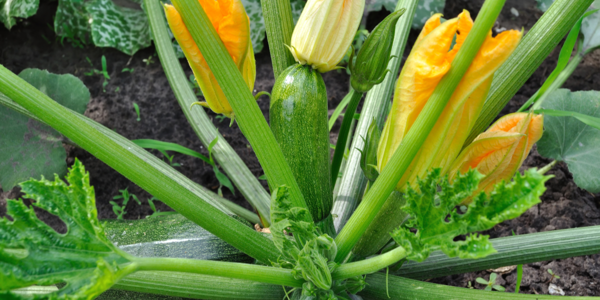 The Secrets To Growing Zucchini - How To Grow A Bumper Crop!