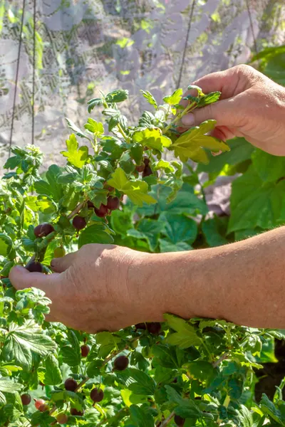 harvesting