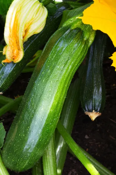 tender zucchini