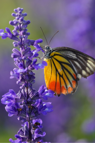 growing vegetables and flowers together