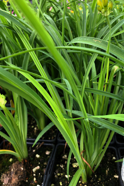 new perennial plants