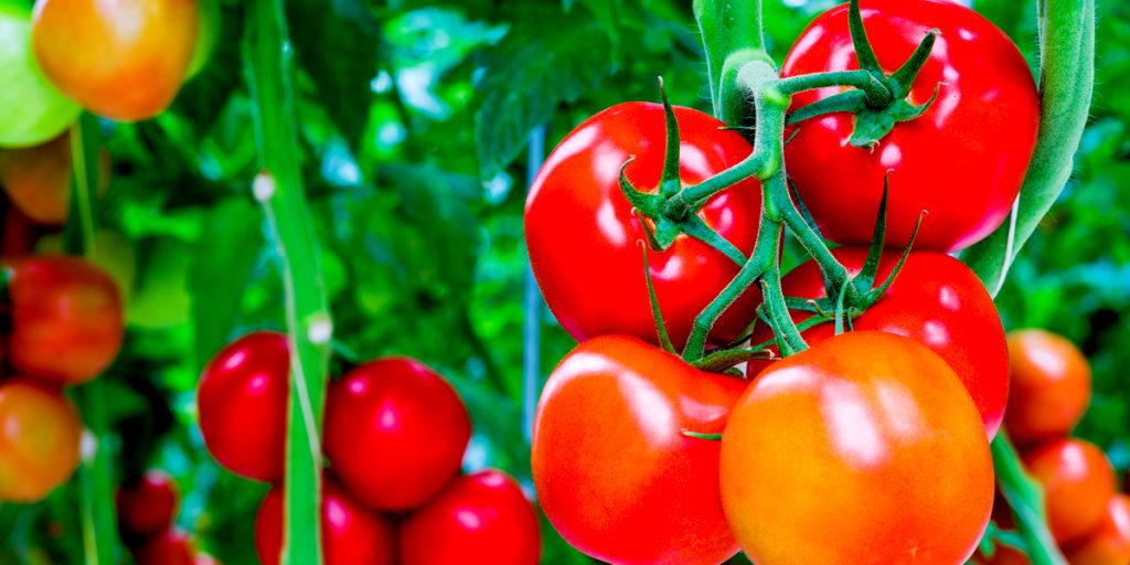 fertilizing tomatoes