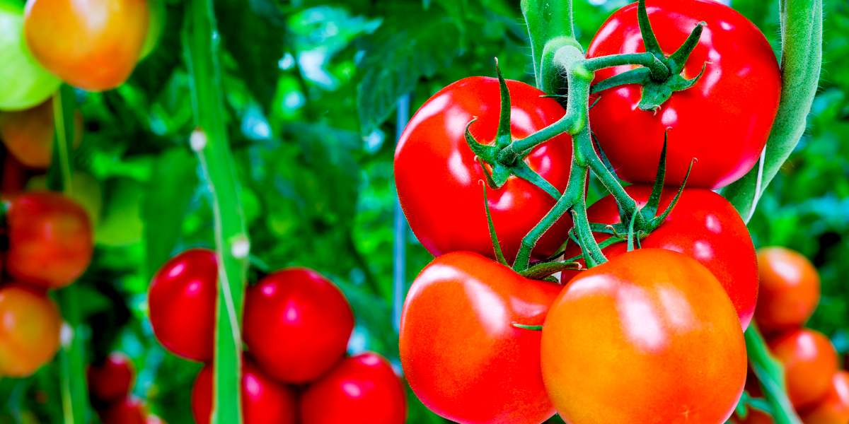 How To Best Fertilize Tomato Plants For An Incredible Harvest!