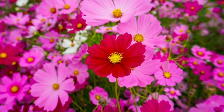 companion planting