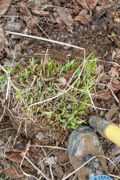 digging up plants