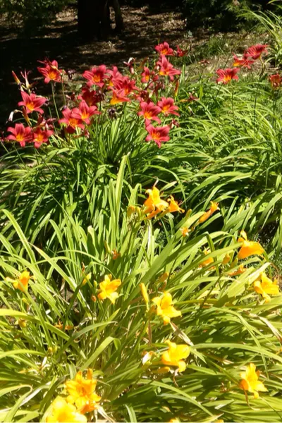 dividing daylilies in the spring