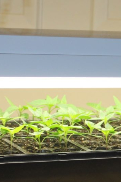 Growing seedlings under store fluorescent lights